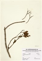 藏品(海州常山)的圖片